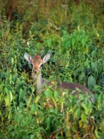 Dik-Dik